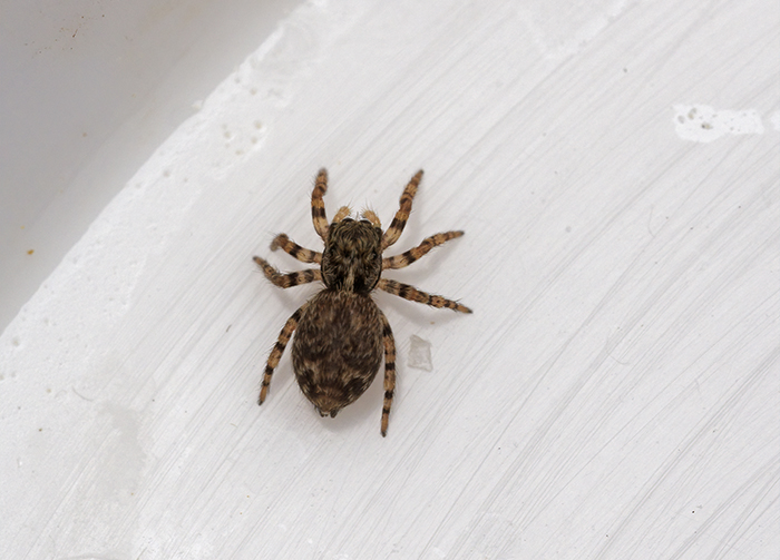 Pseudeuophrys sp., forse lanigera. Ma  la stessa specie?